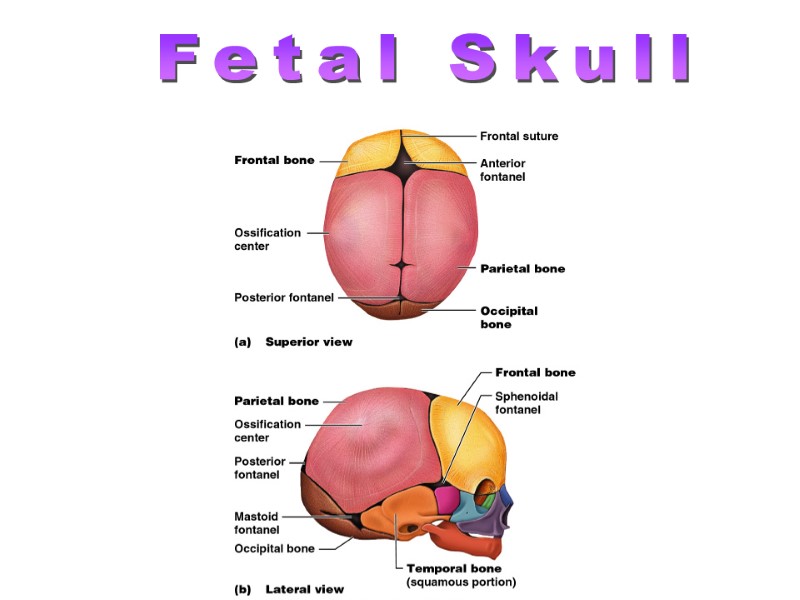 >Fetal Skull